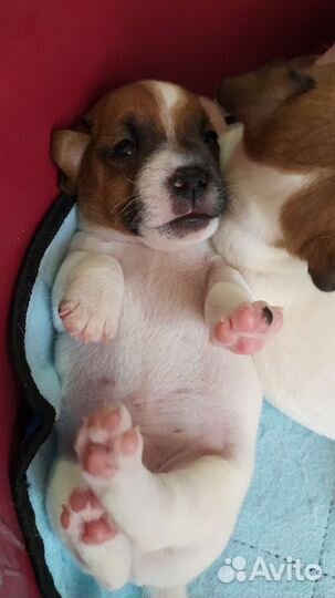 Щенки джек рассел терьер гладкошерстные