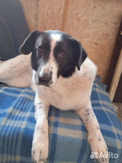 Собака Ронни