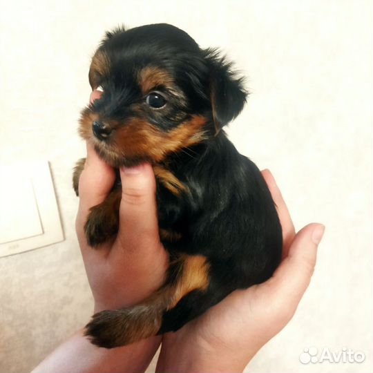 Щенки йорка бронь