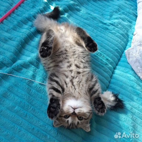 Британская вислоухая