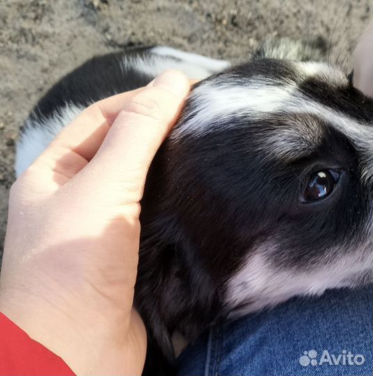 Ласковые щенки ищут дом