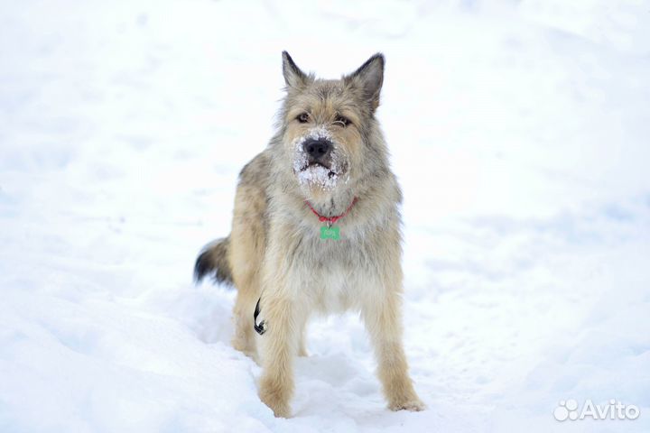Собака в добрые руки
