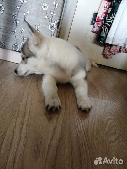 Щенок помесь с хаски девочка