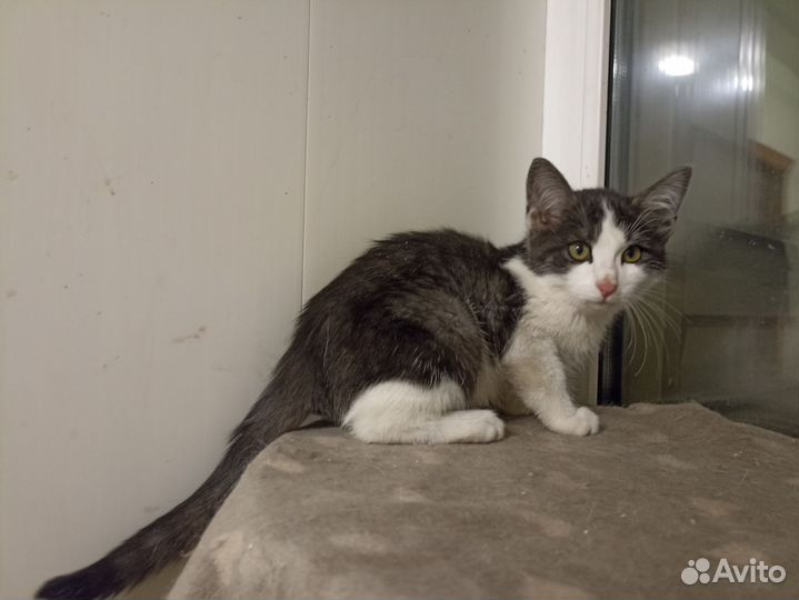 Котенок мышелов