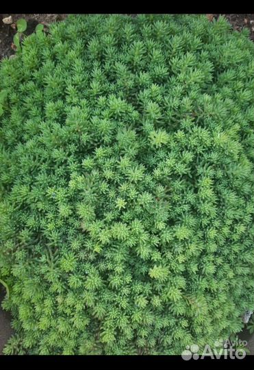 Очиток (sedum),каменная роза,гвоздика перистая