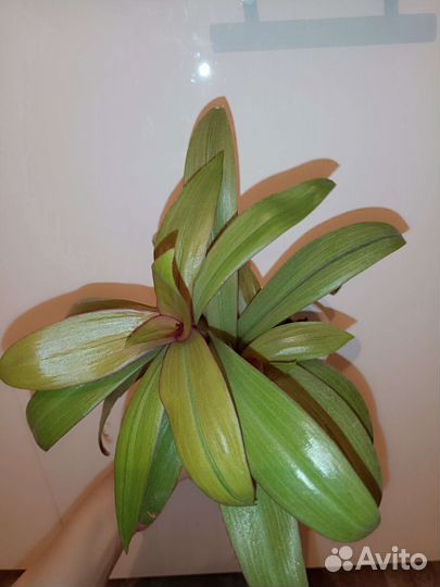 Традесканция рео жёлтая