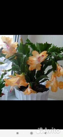 Декабрист Шлюмбергера