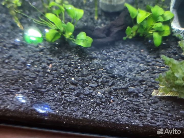 Аквариум с грунтов фильтром и домиками для рыб