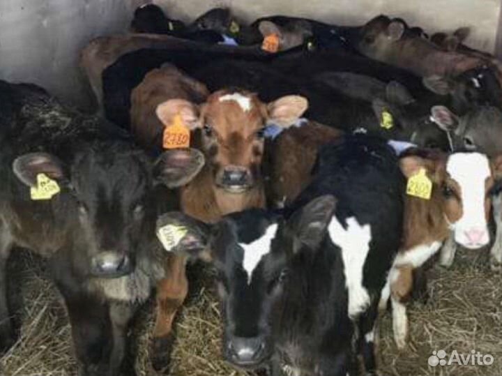 Бычки телята телки