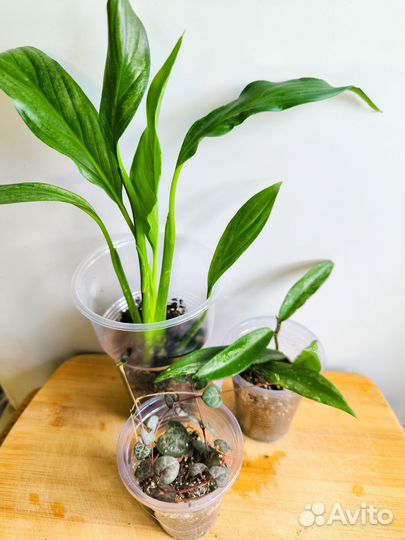 Наборы растений