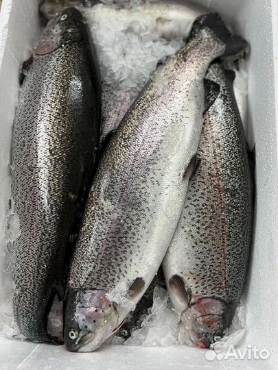 Форель морская охлажденная