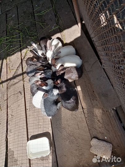 Кролики на. Развод