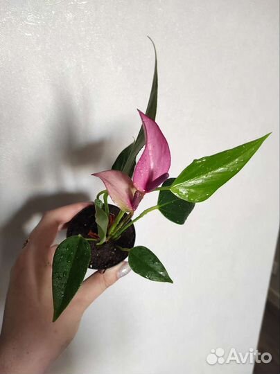 Антуриум зизу