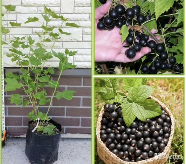 Саженцы черной смородины