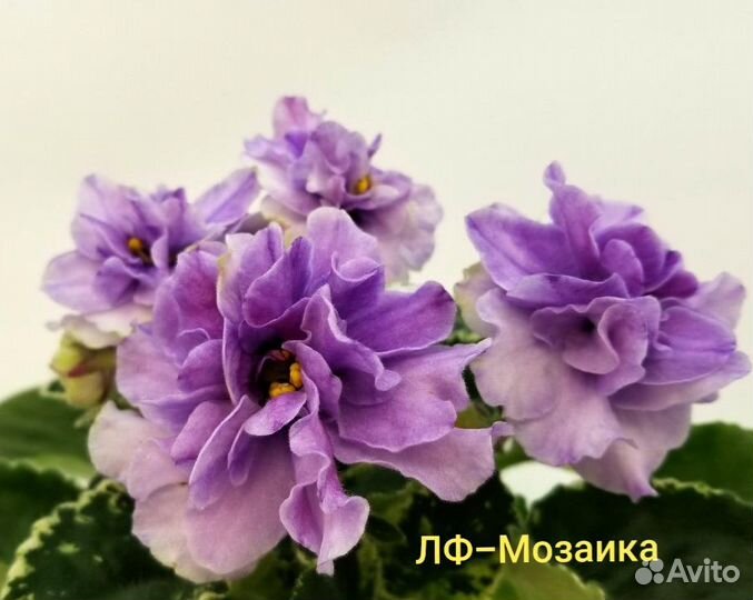 Детки сортовых фиалок