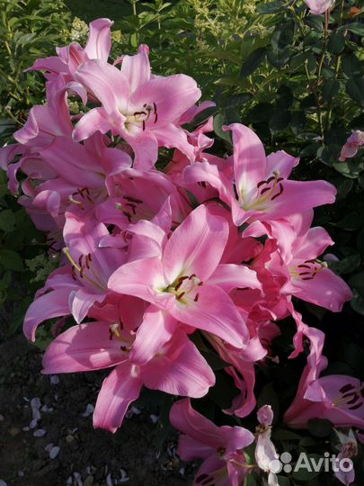 Лилии от гибриды