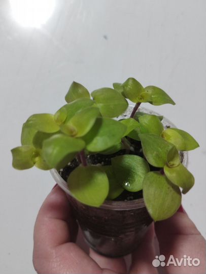 Каллизии, дихондра, вариегатные будра, плектрантус