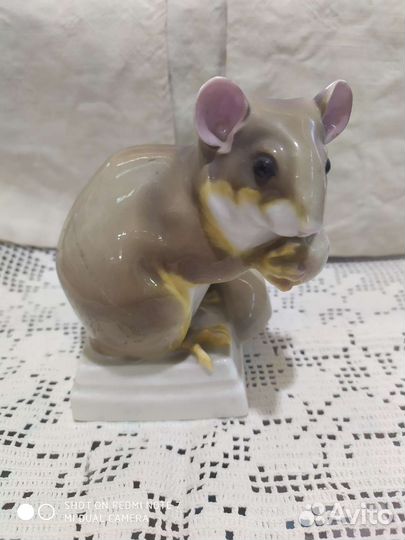 Редкий грызун