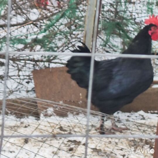 Петухи порода Маран черные