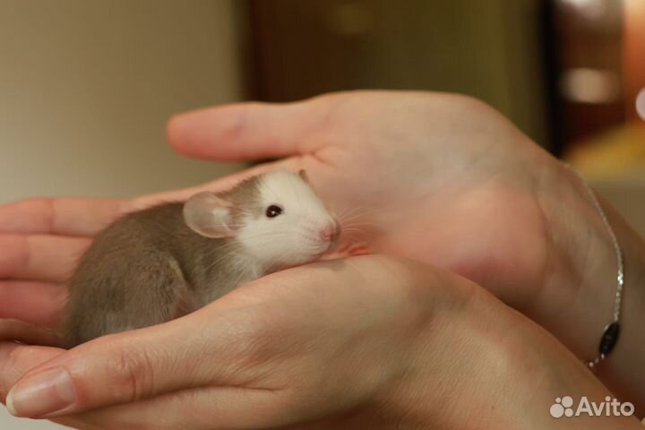 Крысы декоративные