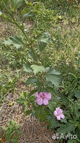 Гибискус древовидный