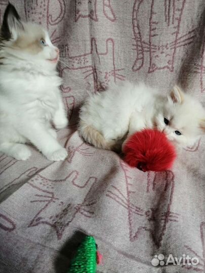 Рэгдолл детишки пушистики