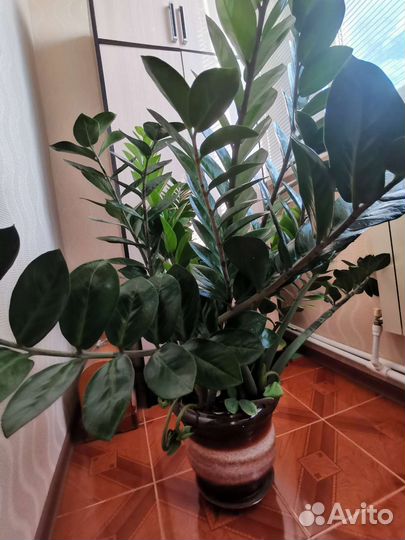 Замиокулькас