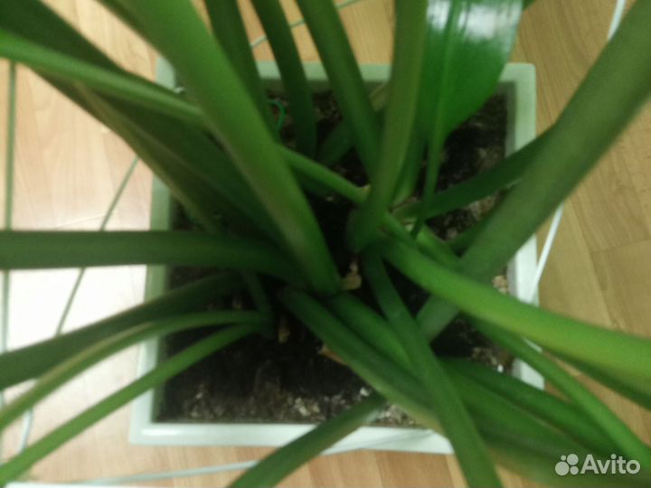 Эухарис амазонская лилия 90см