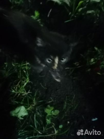 Котята в дар