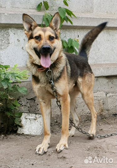 Собака в добрые руки