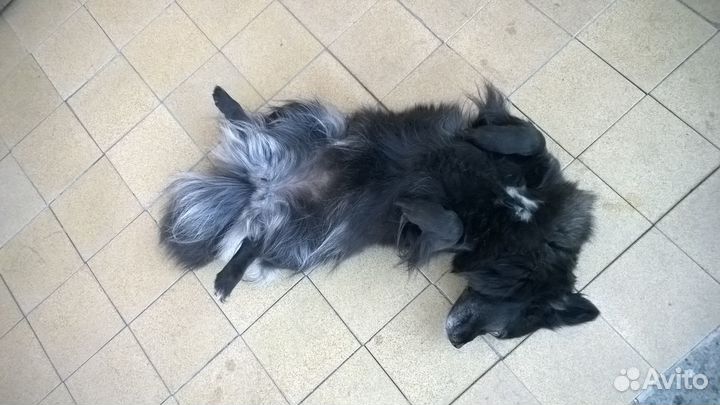 Немецкий шпиц девочка ищет жениха