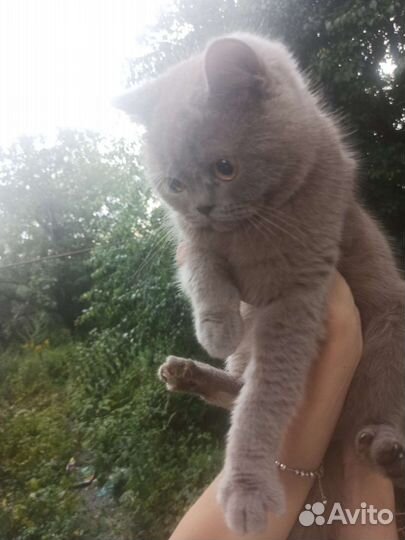 Британская кошка в дар