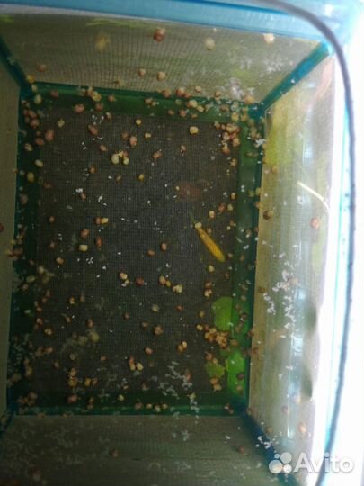 Улитки ампулярии для аквариума