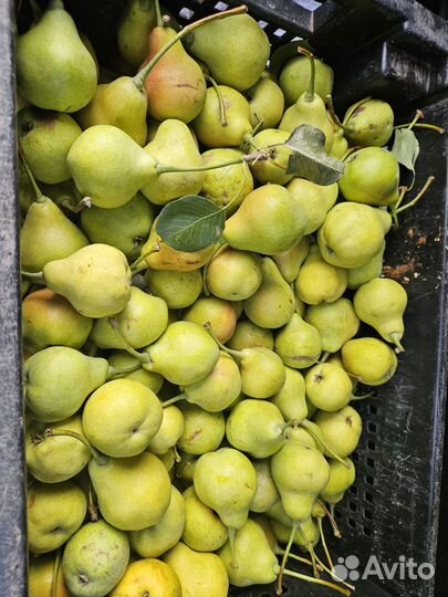 Груши