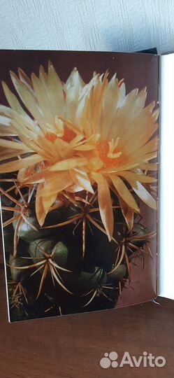 Книга Кактусы / С.Турдиев, Р.Седых, В.Эрихман