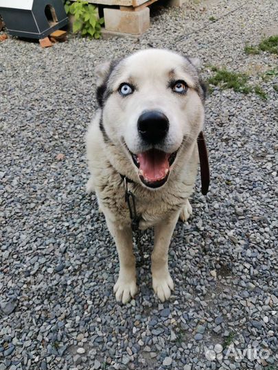 Отдам бесплатно в добрые руки