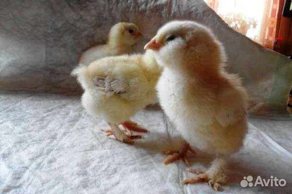 Яйцо Фавероль лососевая