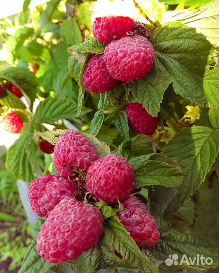 Кусты малины, саженцы вишни и сливы