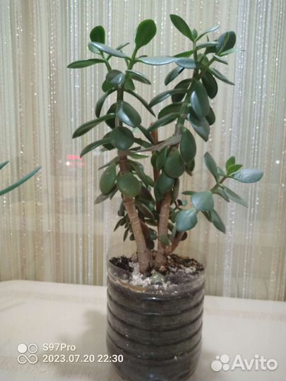 Денежное дерево (толстянка)