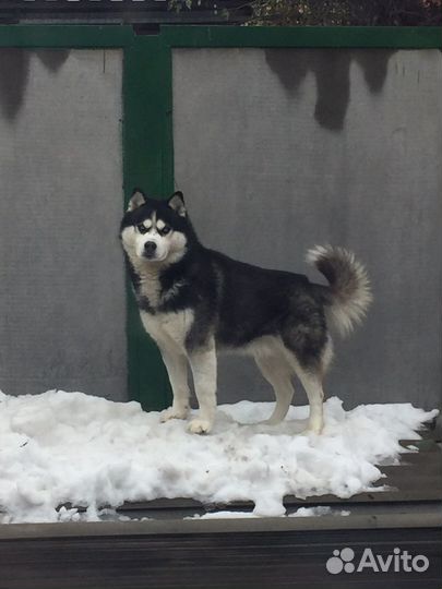 Сибирский хаски