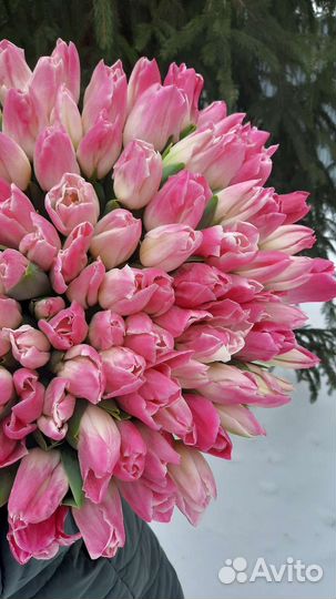 Тюльпаны опт, Брянск