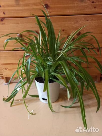 Хлорофитум