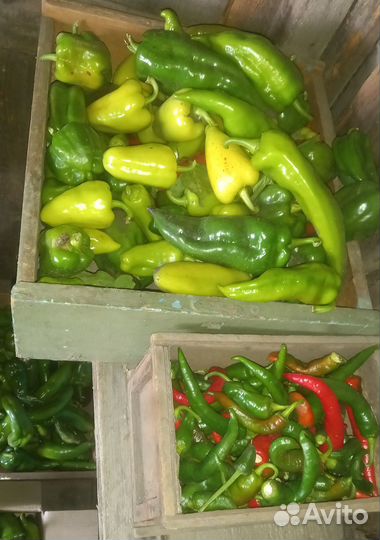 Перец болгарский домашний