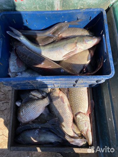 Продам рыбу речную свежемороженые, свое