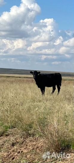 Тёлки, бычки, коровы абердин-ангусской породы