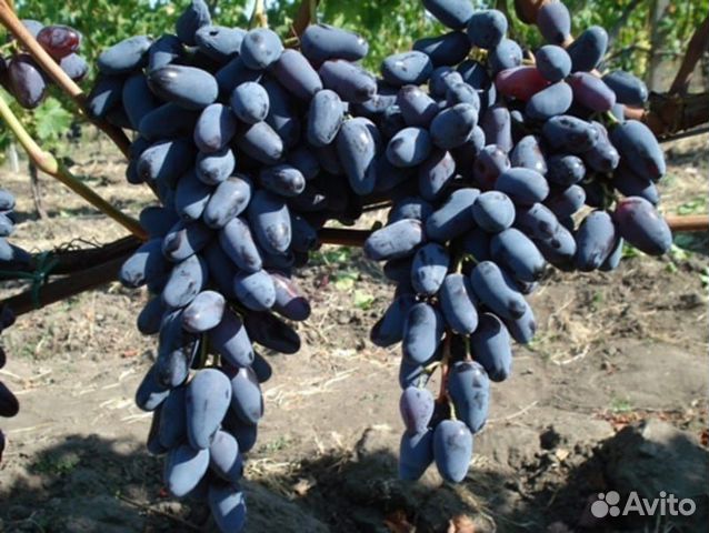 виноград памяти негруля описание сорта. сорт винограда негруля. сорт винограда негруля. сорт винограда памяти негруля. виноград черный памяти негруля.