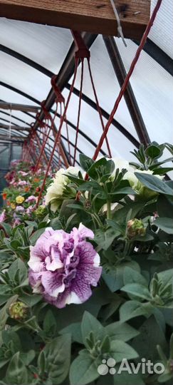 Растения для сада