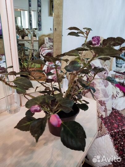 Комнатные цветы