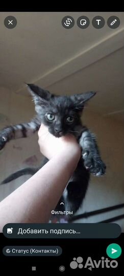 Кошка в дар бесплатно