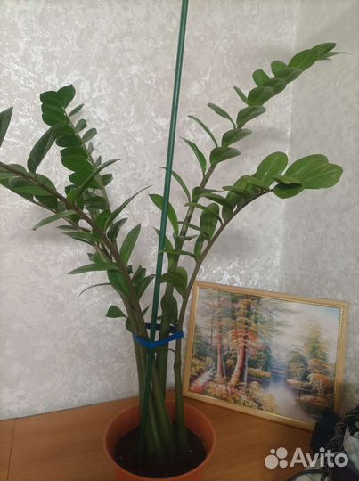 Замиокулькас